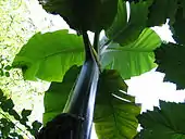 Japanese banana plant, Musa basjoo