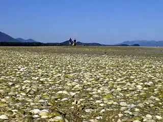 Sandbank