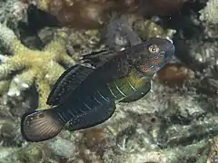 Amblygobius phalaena