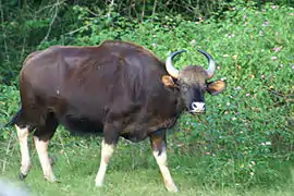 Gaur