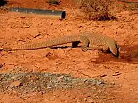 Bungarra at the Gidgee Gold Mine.