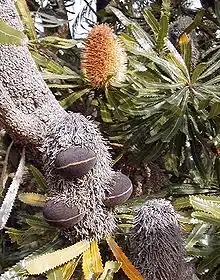 Grey spike in foreground on left with three huge seed pods. An ageing flowerhead in background turning brown.