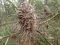 mature infructescence