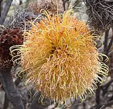 Closeup of spherical golden yellow bloom made up of hundreds of individual flowers