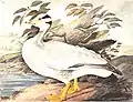 Bar-headed goose