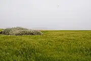 Field of barley on the island (2011)