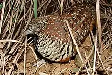 Barred buttonquail (Turnix suscitator)