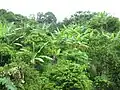 Vegetation and fruit trees at bottom of "Magos Hill"