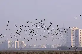 Starling murmuration at Basai