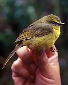 Citrine warbler