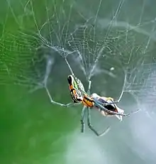 Basilica orbweaver (Mecynogea lemnisca)