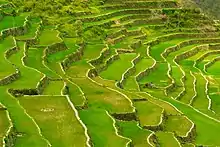 Ifugao Rice Terraces in Batad, UNESCO World Heritage Site