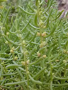 Male adult plant with flower