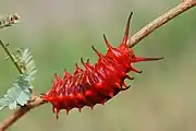 Battus philenor caterpillar, high-temperature red form