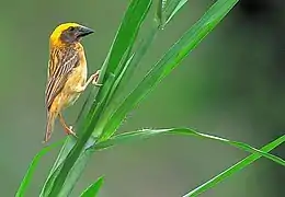 Male burmanicus showing bright yellow crown