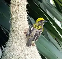 Male perched on his nest in southern India