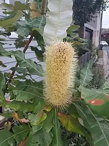 A yellow oblong-cylindrical flower spike seen among some foliage against the sky