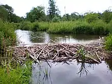 Beaver dam in Smilga