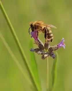 Image 13Western honey beePhotograph: Martin FalbisonerThe western honey bee (Apis mellifera) is the most common of the 7–12 species of honey bee worldwide. It is believed to have originated in either Africa or Asia, and spread naturally through Africa, the Middle East and Europe. Following human introduction into the Americas and Oceania, the species is now found on every continent except Antarctica. Humans have been collecting honey from bees for thousands of years, with evidence in the form of rock art found in France and Spain, dating to around 7000 BC. Along with other insects, the honey bee is an important pollinator, with a large number of the crop species farmed worldwide depending on it.More selected pictures