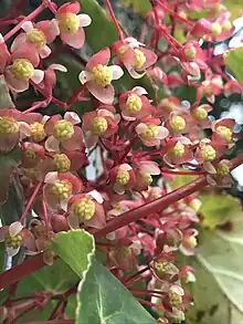 Photograph of the flowers