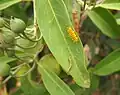 Larva and eggs