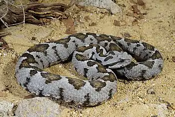 Image 8Vipera xanthinaPhoto: Benny TrappVipera xanthina is a venomous viper species found in northeastern Greece and Turkey, as well as certain islands in the Aegean Sea. The species, which averages 70–95 cm (27.6–37.4 in) in length, feeds on small mammals and birds.More selected pictures