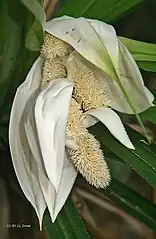 Inflorescence