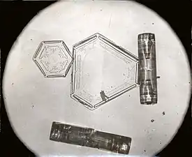 Platelets and needles, two alternate forms of snowflakes.