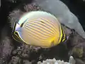 Oval butterflyfishChaetodon (Corallochaetodon) lunulatus