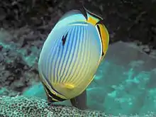 Chaetodon trifasciatus