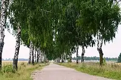 Birch alley in the Sandzėnai village