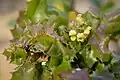 Berberis pinnata (California barberry)