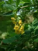 Berberis vulgaris, the common barberry, contains berberine