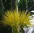 Areca catechu flowers