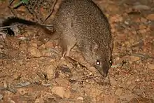 Brown bettong