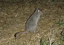 Gray bettong