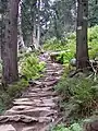 Mountain trail leading to the peak of Babia Góra