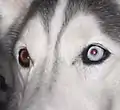 Heterochromatic dog with red-eye effect in blue eye