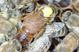 A coloured dot applied by a beekeeper identifies a queen Western honey bee