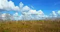 Prairie in Big Cypress N. P.