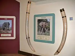 Preserved tusks of "Shingwedzi" (c.1934–1981) at the museum in Letaba camp