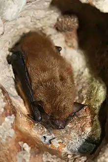  The image depicts a big brown bat sleeping on the wall of a cave