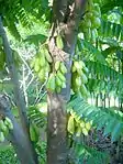 Bilimbi (balimbing, bimbli, belimbing, cucumber tree, tree sorrel) -- Averrhoa bilimbi