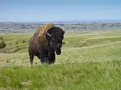 Bison bull