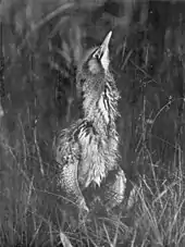 monochrome photograph of a resting bittern, partially hidden by reeds or grass, with its neck elongated, its beak pointed almost vertically upwards and its feathers fluffed up