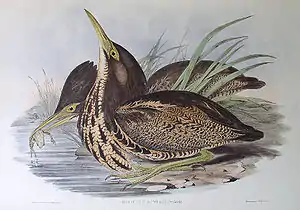 Painting by John Gould