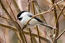 Black-capped Chickadee, Poecile atricapillus