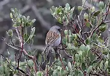 Small gray bird with a black-streaked brown back sitting atop a dense bush