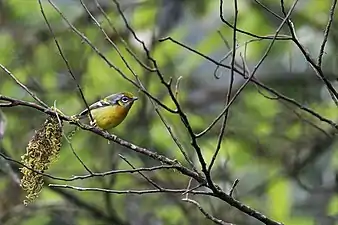 Pteruthius melanotis melanotis from Khonoma, Nagaland, India