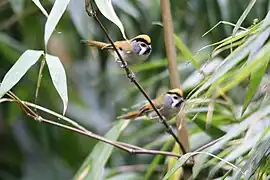 Paradoxornis nipalensis poliotis  from Mishmi Hills in Arunachal Pradesh